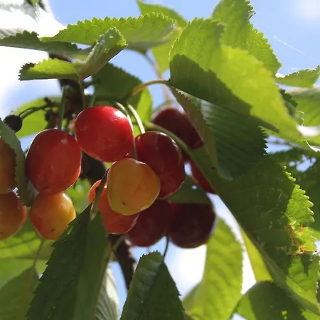 La Del Picchio Country House Locanda Morro dʼOro