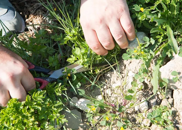 Locanda La Del Picchio Country House