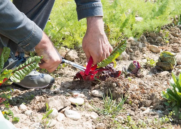 La Del Picchio Country House Morro dʼOro