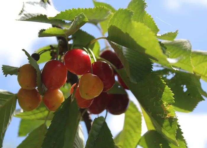 La Del Picchio Country House Locanda Morro dʼOro