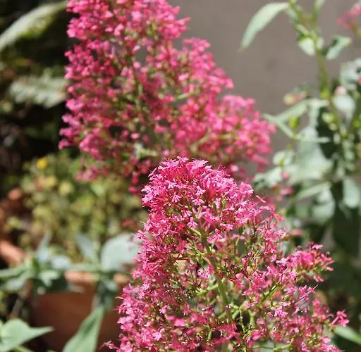 Locanda La Del Picchio Country House Morro dʼOro